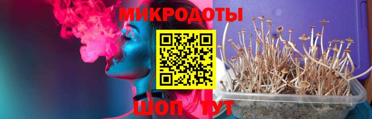 Псилоцибиновые грибы Psilocybine cubensis Лыткарино